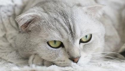 爱游戏体育app-格鲁吉亚女篮在欧洲锦标赛中展现崭新势力，期待突破，格鲁吉亚参加过欧洲杯吗